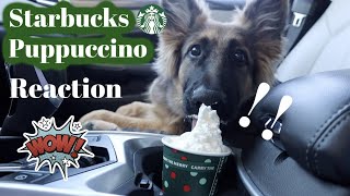 GSD Puppy trying Starbucks