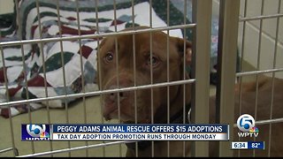 Peggy Adams animal adoption promotion running through Monday