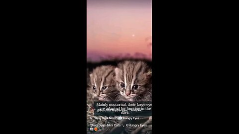 "Adorable Mini Cats X Hungry Eyes Full Video ❤️‍🔥😸🐾🎼🎶