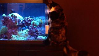 27 Cats Who Love Fish