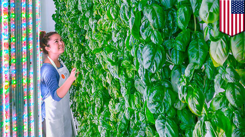 Vertical farming: Plenty receives $200 million investment from tech giants - TomoNews