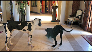 Happy Great Dane doesn't want to share her toy