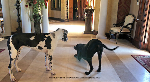 Happy Great Dane doesn't want to share her toy