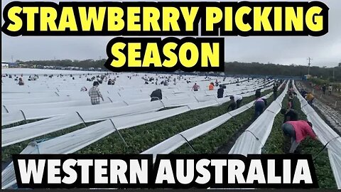 It’s STRAWBERRY PICKING SEASON | Western Australia