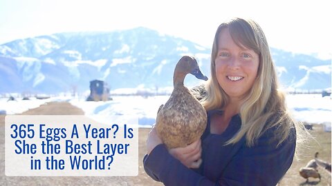 365 Eggs a Year? Is She the Best Layer in the World? Khaki Campbell Duck Thoughts after 1 Year