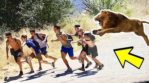 Pranks with lions | OMG!