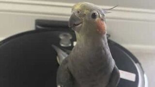 Cockatiel hitches a ride on a Roomba