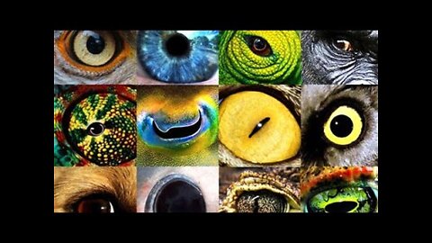 Most beautiful Eyes in the World #amazing #top10 #telent #trending