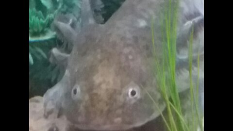 My Axolotl