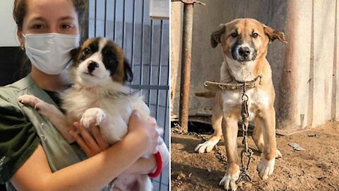 50 chiens sauvés d'une ferme de viande en Asie bientôt dispos pour adoption à Montréal