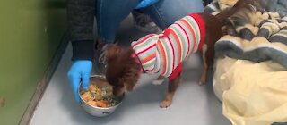 Doggy Thanksgiving at Animal Foundation