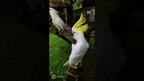 Cacatua brincando