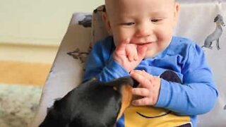 Une amitié touchante entre un chien et un bébé
