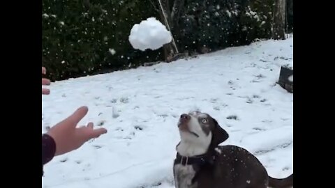 Excited husky playing in the snow