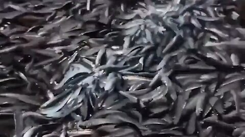 Wild Scene In The Philippines As Millions Of Sardines Flood The Beaches