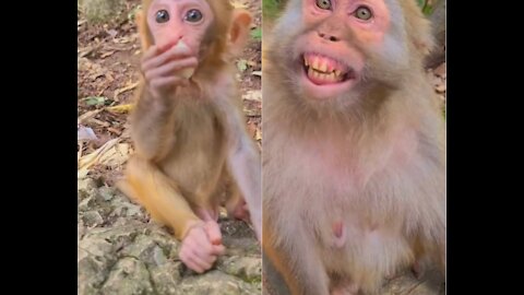 Cute monkey shorts cute adorable monkey reaction viral video #funny