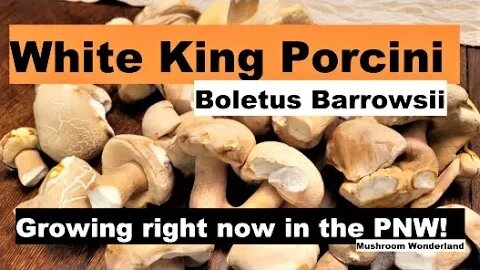 White King Bolete- Boletus Barrowsii growing in the PNW