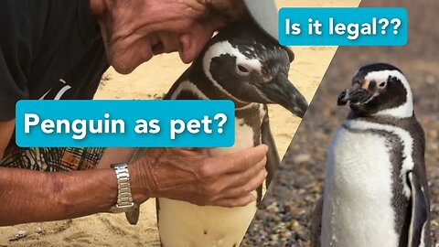 Penguins As Pets? Good or Bad Idea?