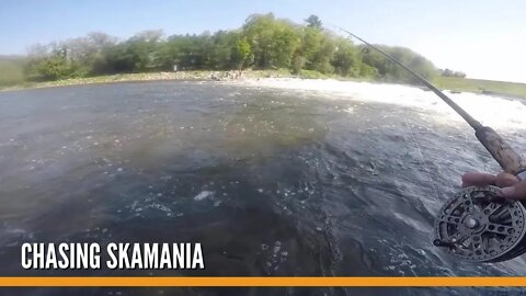 Chasing Skamania / Summer Run Steelhead Fishing / Michigan Steelhead Fishing 2021