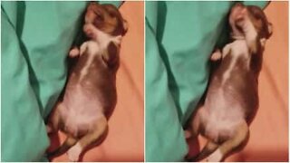 Baby chihuahua is a troubled sleeper