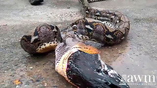 Farmer Spots Large Python Spitting Up His Meal, Devastated When He Realizes Who Is Missing