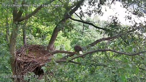 Hays Eagles Mom Visits the Nest Tree Enters from below 8.27.23 8:46am