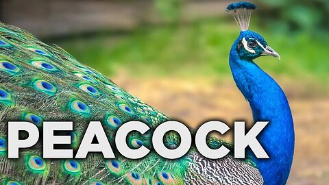 VIBRANT TAIL FEATHERS OF PEACOCKS | PEACOCKS ARE AVIAN | NATIONAL SYMBOL OF INDIA