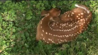 Dozing deer wakes up with a fright