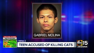 Teen accused of killing cats
