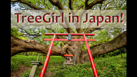 TreeGirl in Japan