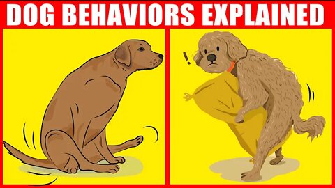 The Meaning Behind 21 Strangest Dog Behaviors |
