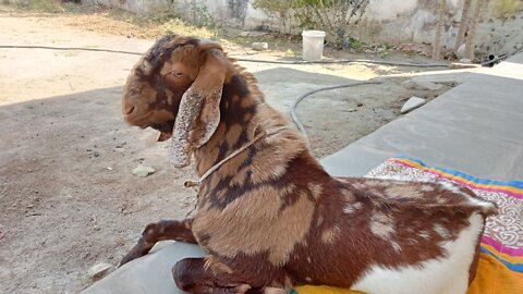 See how my Angry goat sounds when I'm putting my hand near to his mouth