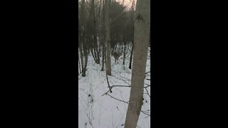 Deer eating a apple