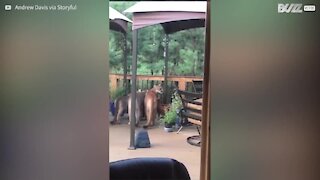 Un gruppo di puma sul patio di casa