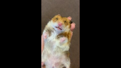 Super sleepy hamster literally falls asleep in owner's hand