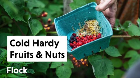 70+ COLD-HARDY Fruits, Nuts, and Ornamentals Tour — Ep. 065