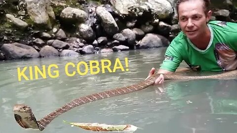 King Cobra's Can Float? Wth?! #kingcobra #snake #snakes