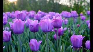 Tulips and Honey