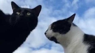 Ces deux chats surprenants discutent entre eux