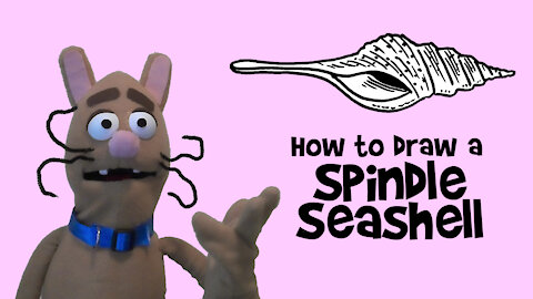 How to Draw a Spindle Seashell