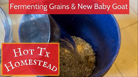 Fermenting Grains & New Baby Goat