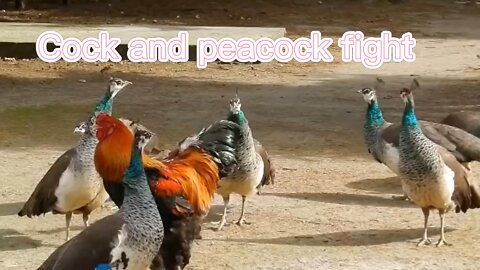 Rooster and Peacock Stronghold