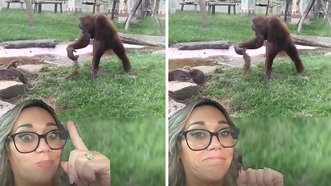 ORANGUTAN 🦧 VS OTTERS 🦦🦦😂 #shorts #short #orangutan #funny #lol #viral #animals #funnyvideo #zoo