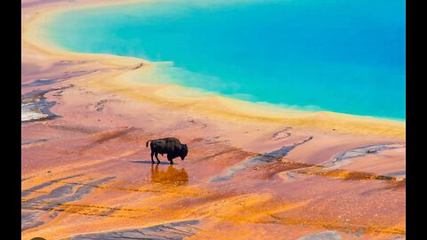 FRIDAY FUN FACT - YELLOWSTONE BISON HAVE LIVED IN YNP CONTINOUSLY SINCE PREHISTORIC TIMES