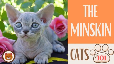 🐱 Cats 101 🐱 MINSKIN CAT - Top Cat Facts about the MINSKIN