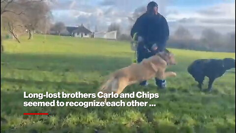 Guide dogs from the same litter reunited after 10 years