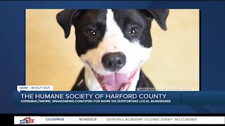 Cutie Boy is looking for a new home at the Humane Society of Harford County