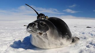 Πώς οι φώκιες βοήθησαν τους επιστήμονες να λύσουν ένα μυστήριο της Ανταρκτικής