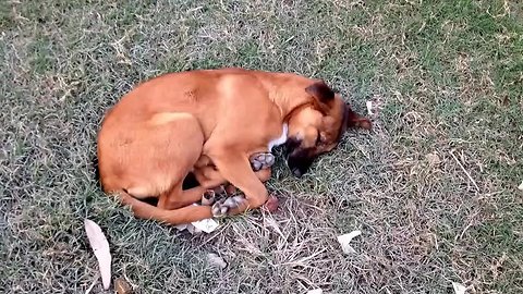 Sleeping Dog wakes up and makes a dash for it.