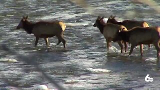 IDGF Tracking Deer and Elk Herds With GPS Collars
